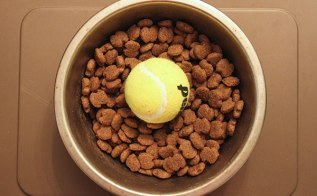 tennis-ball-in-food-bowl-rt